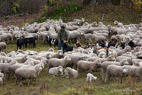 Mouton