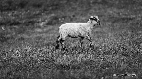 Mouton