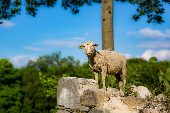 Mouton