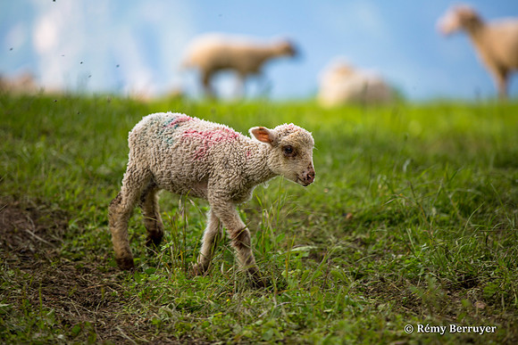 Mouton